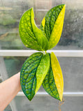 Variegated Monstera Peru
