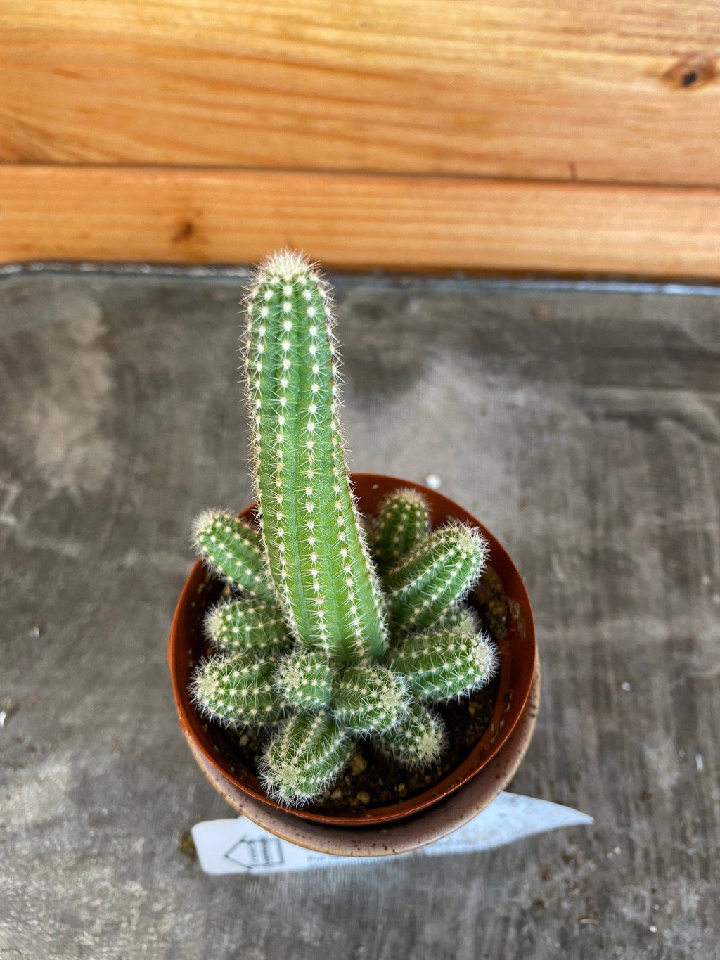Echinopsis Chamaecereus Cactus, 2" Plant