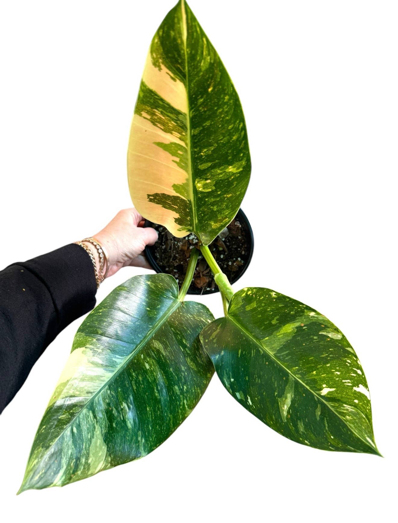 Philodendron Green Congo Nuclear: 6" grow pot