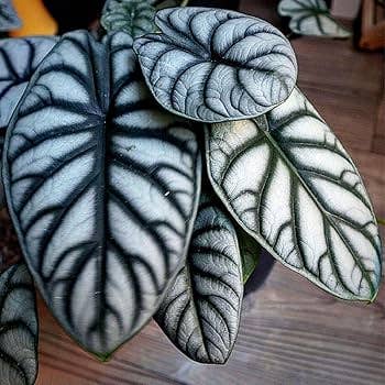 Alocasia Silver Dragon. : -