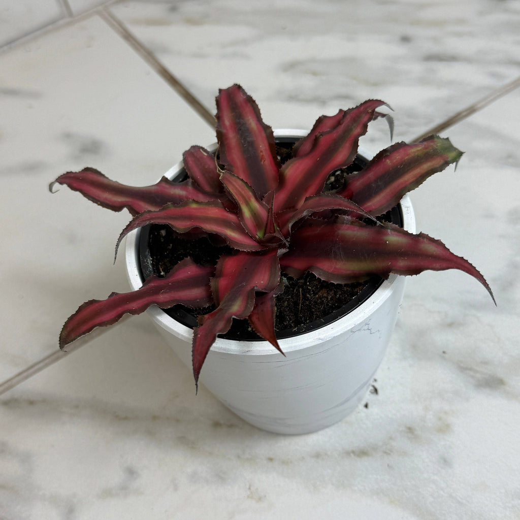 Cryptanthus Red, 4" Plant