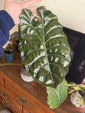 Alocasia Chantrieri