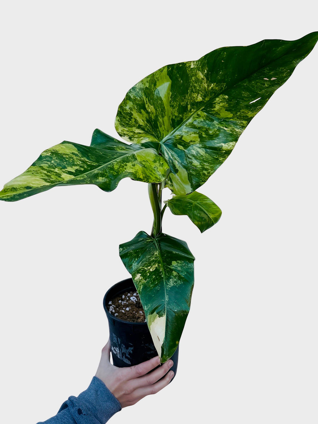 Philodendron Domesticum Variegated