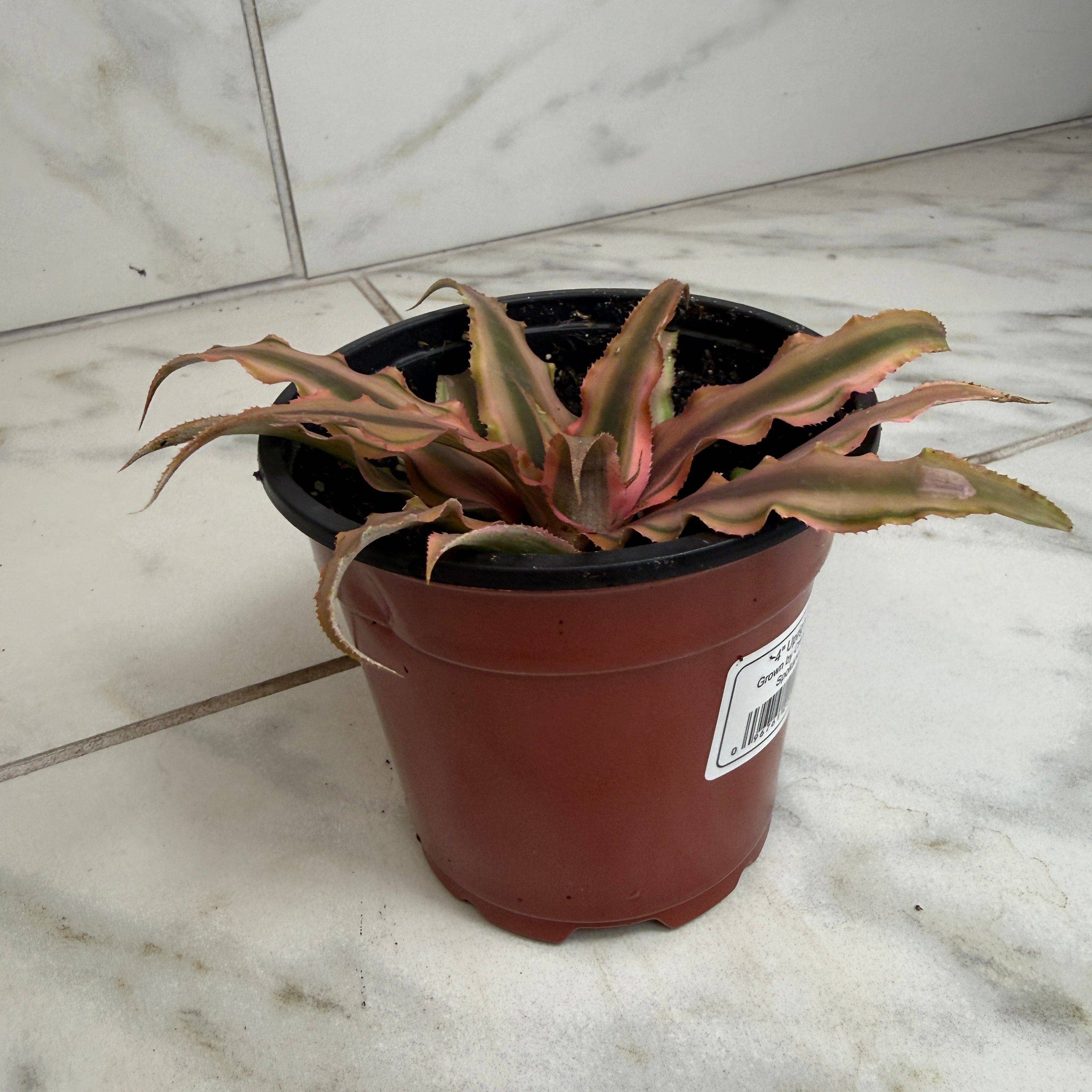 Cryptanthus Pink, 4" Plant