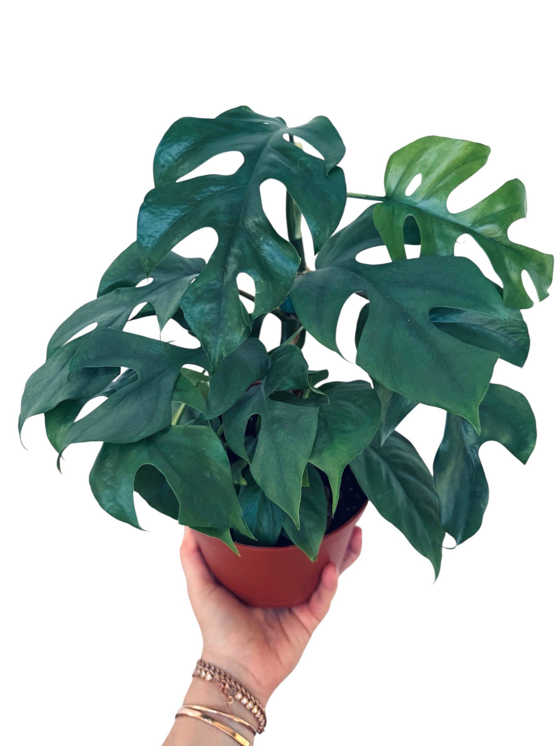 Blue Steel Monstera: 4" Pot