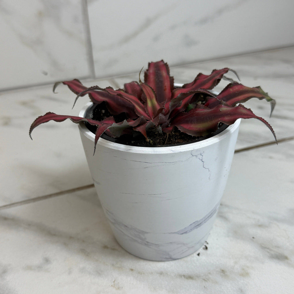 Cryptanthus Red, 4" Plant