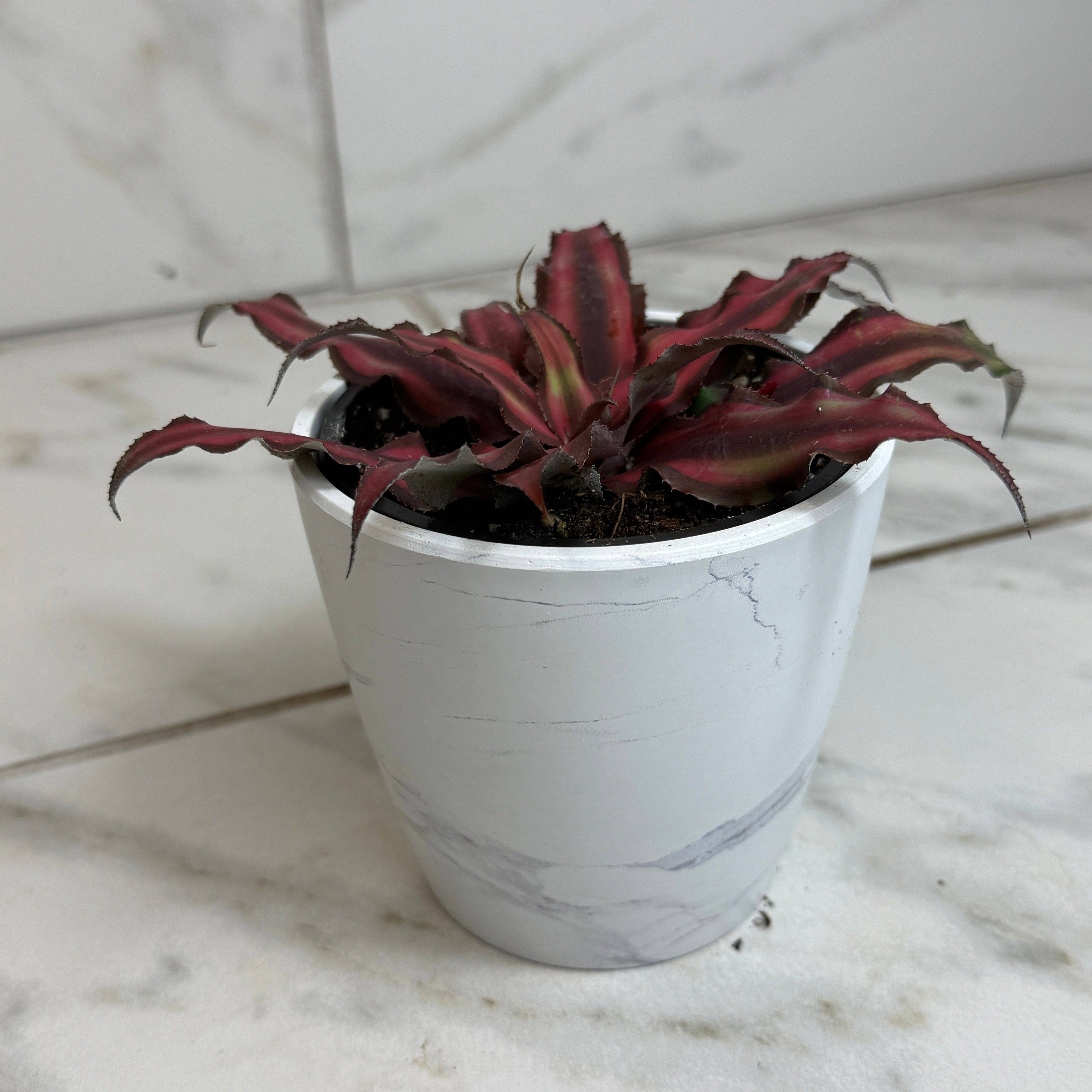 Cryptanthus Red, 4" Plant