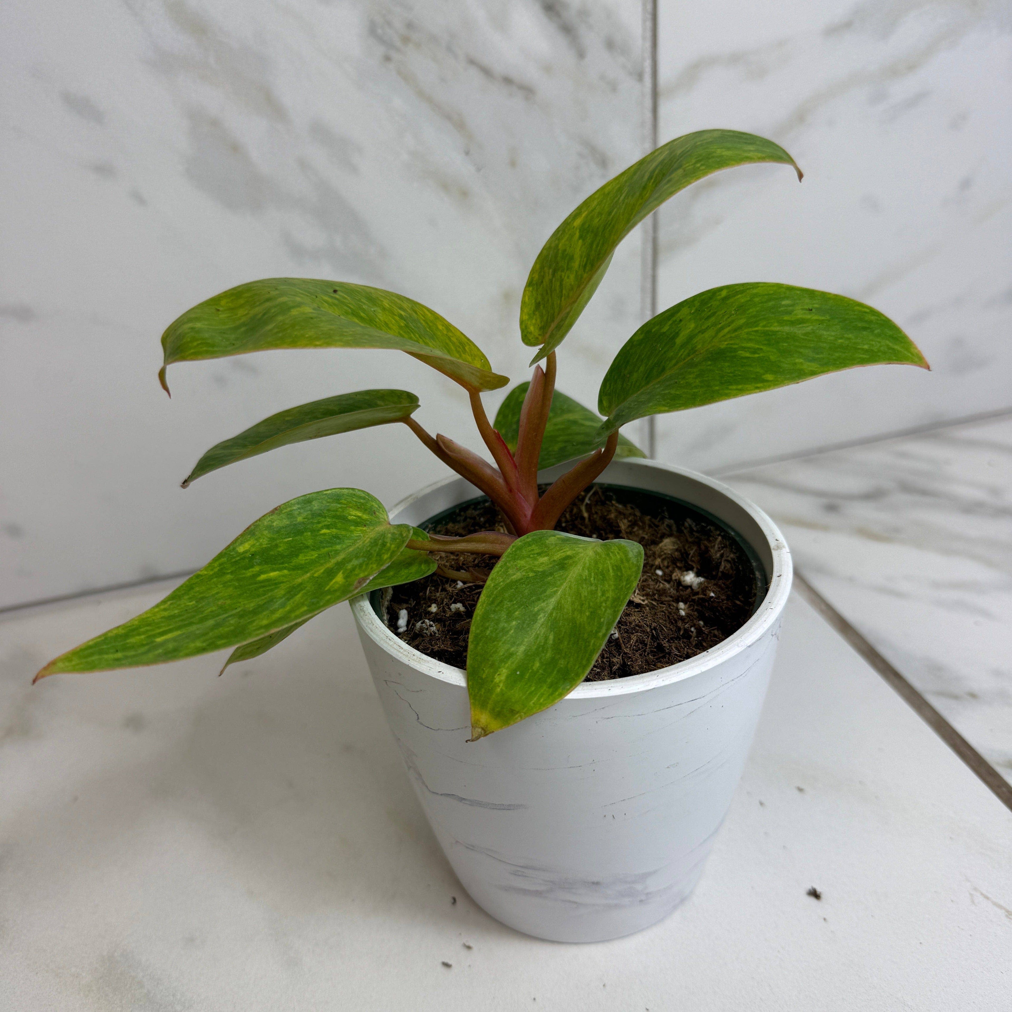 Philodendron Painted Lady, 4" Plant