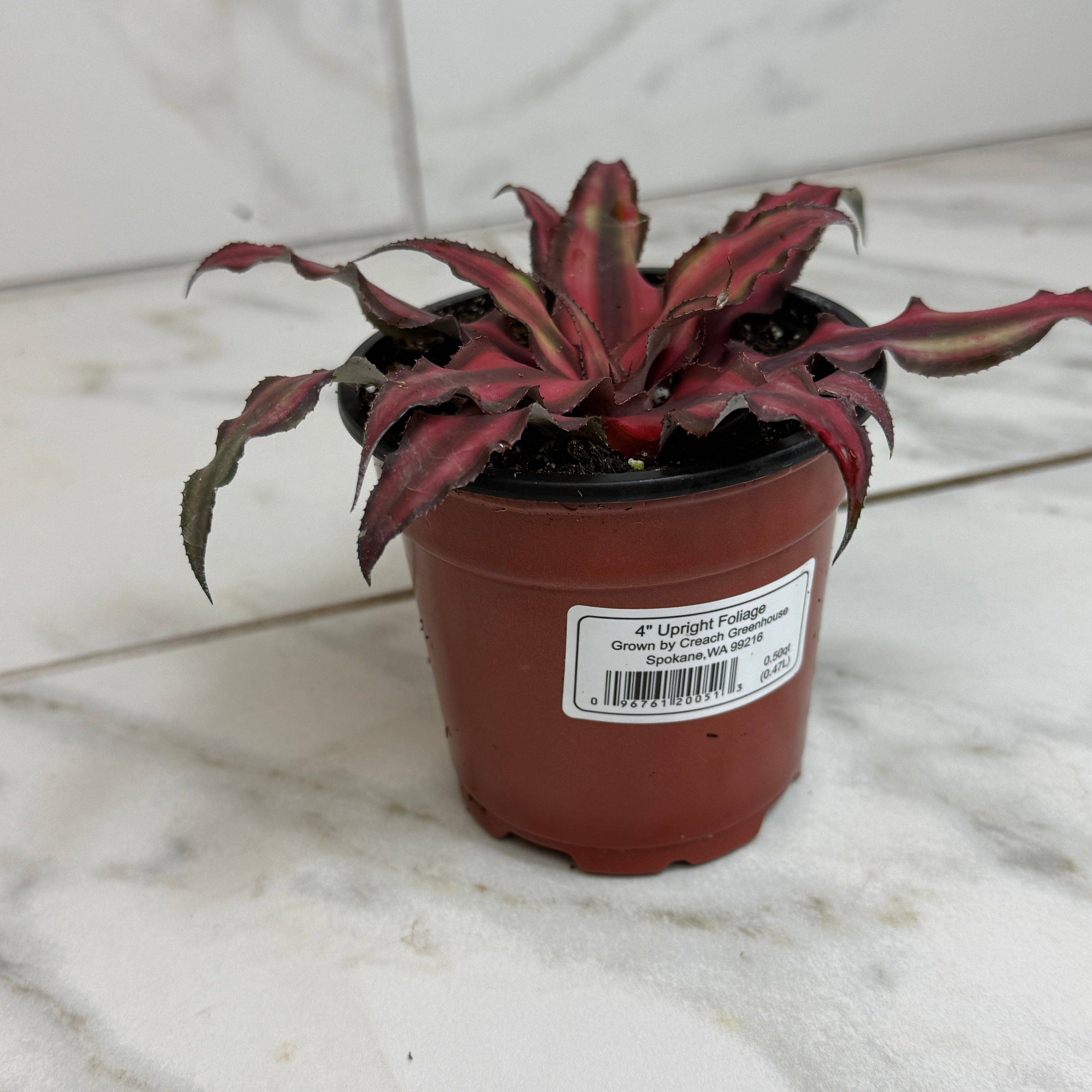 Cryptanthus Red, 4" Plant