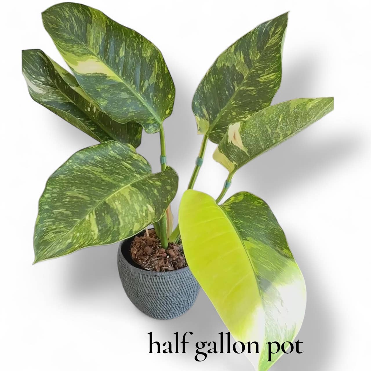 Philodendron Green Congo Nuclear: 6" grow pot