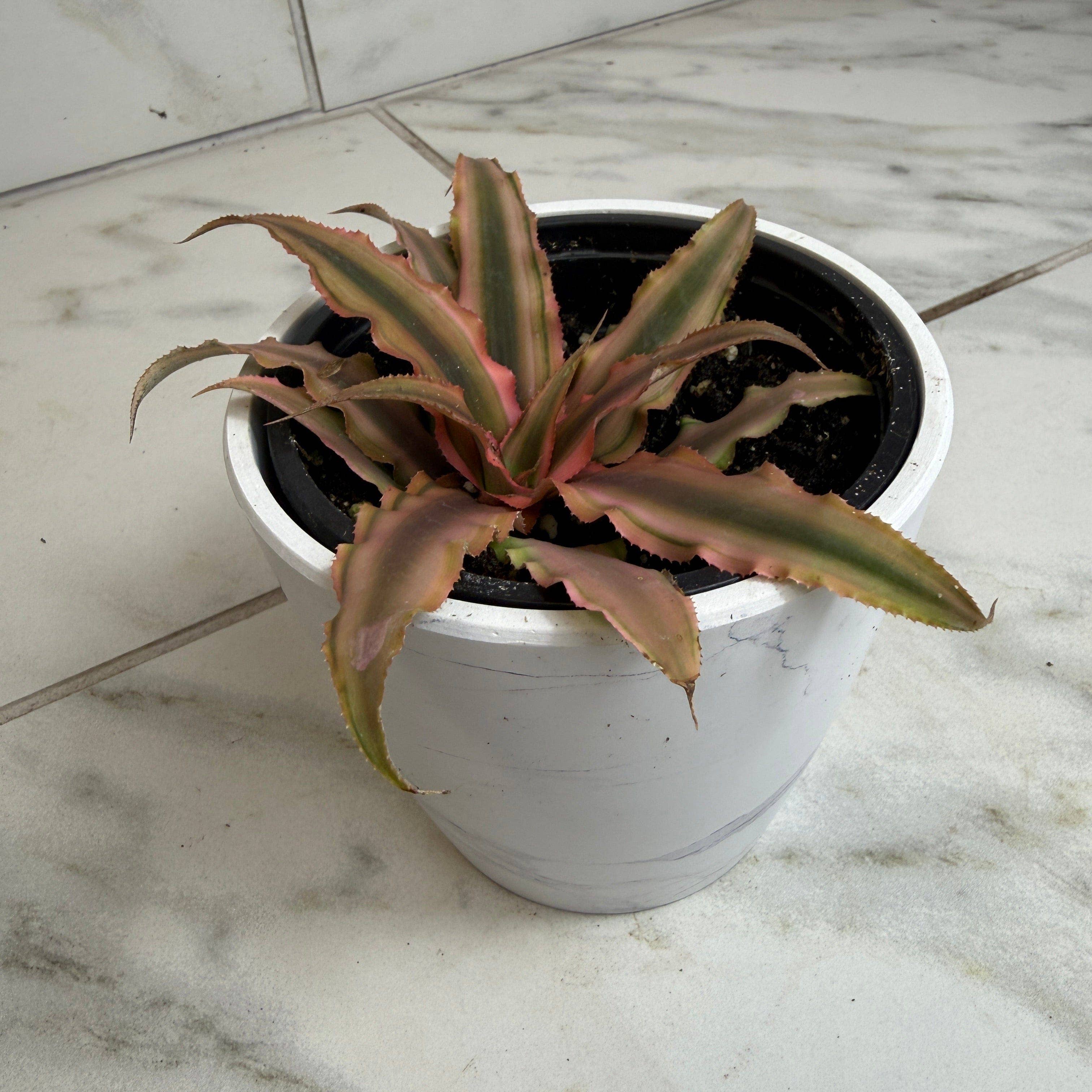 Cryptanthus Pink, 4" Plant