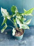 Rare Syngonium Albo: Large