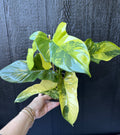 Variegated Golden Violin Philodendron