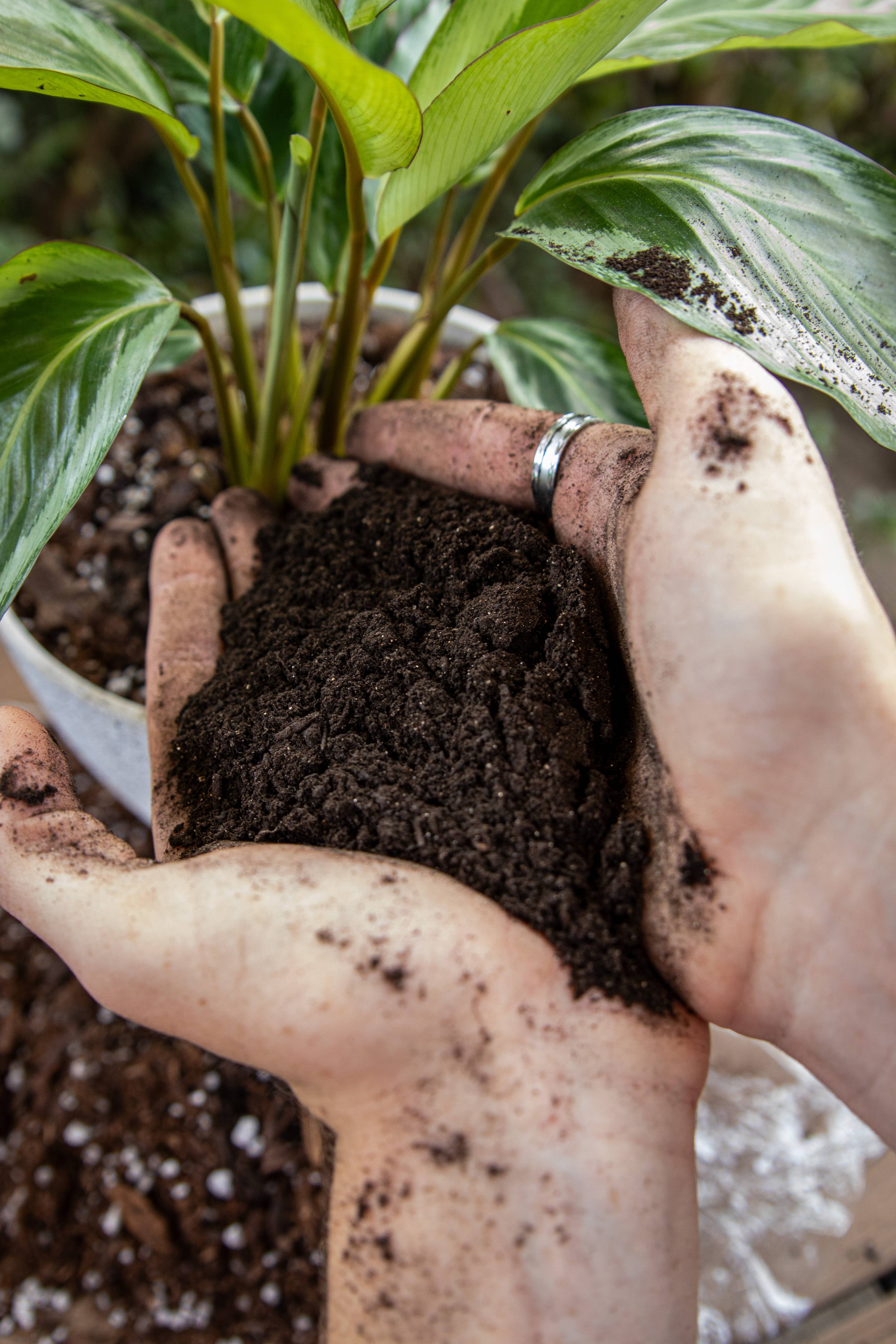 Bulk Amendments – Pure Worm Castings for Plants (6 Gallons)
