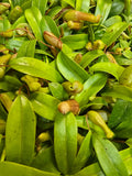 Nepenthes Ventricosa