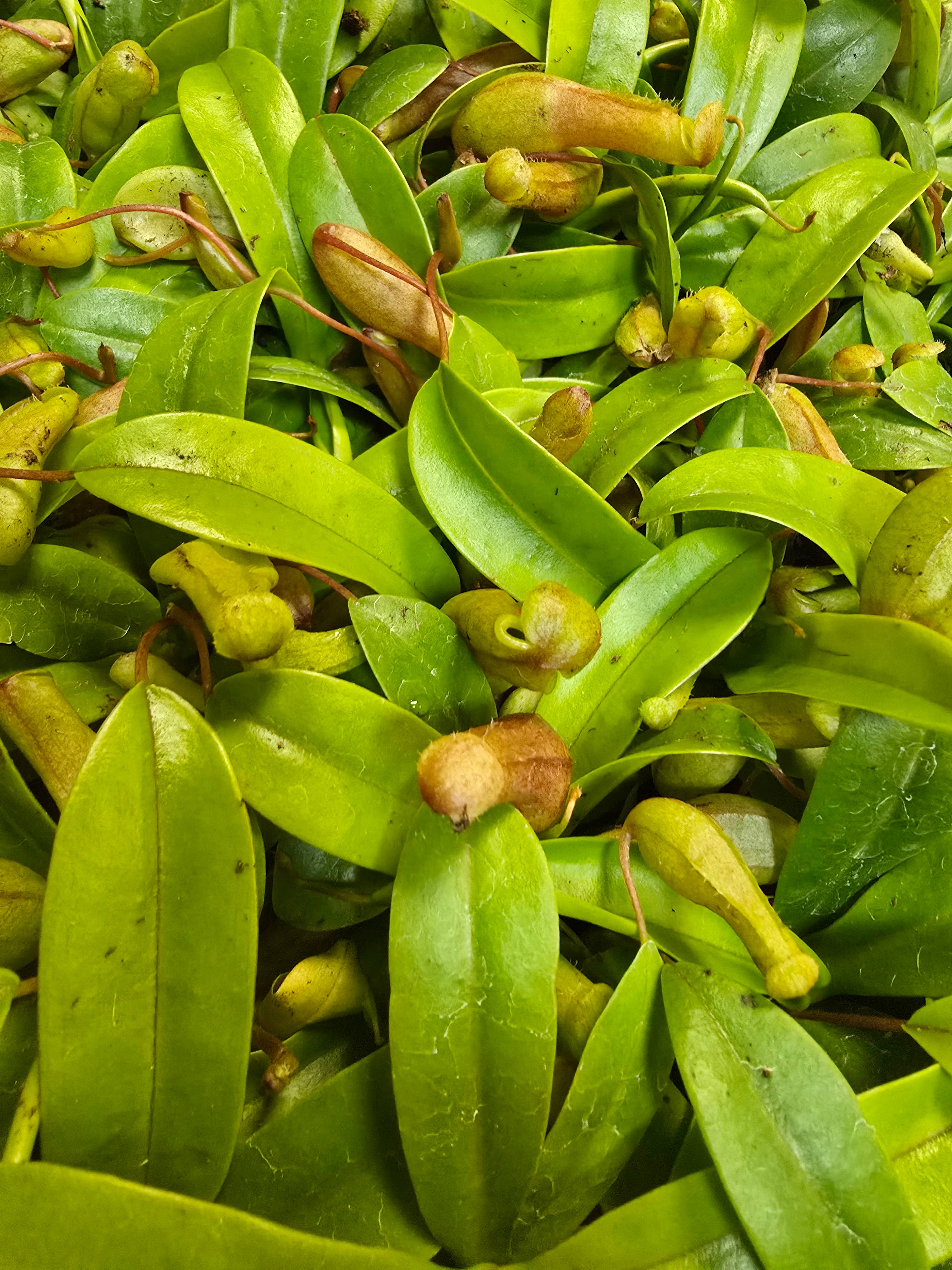 Nepenthes Ventricosa