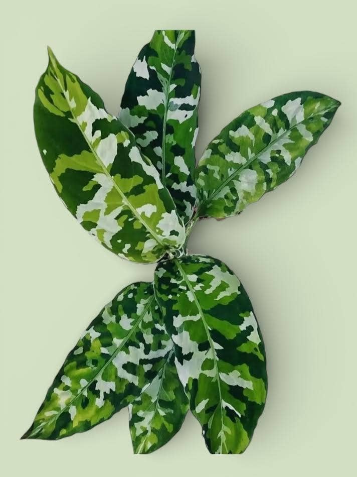 Aglaonema Pictum Tricolor