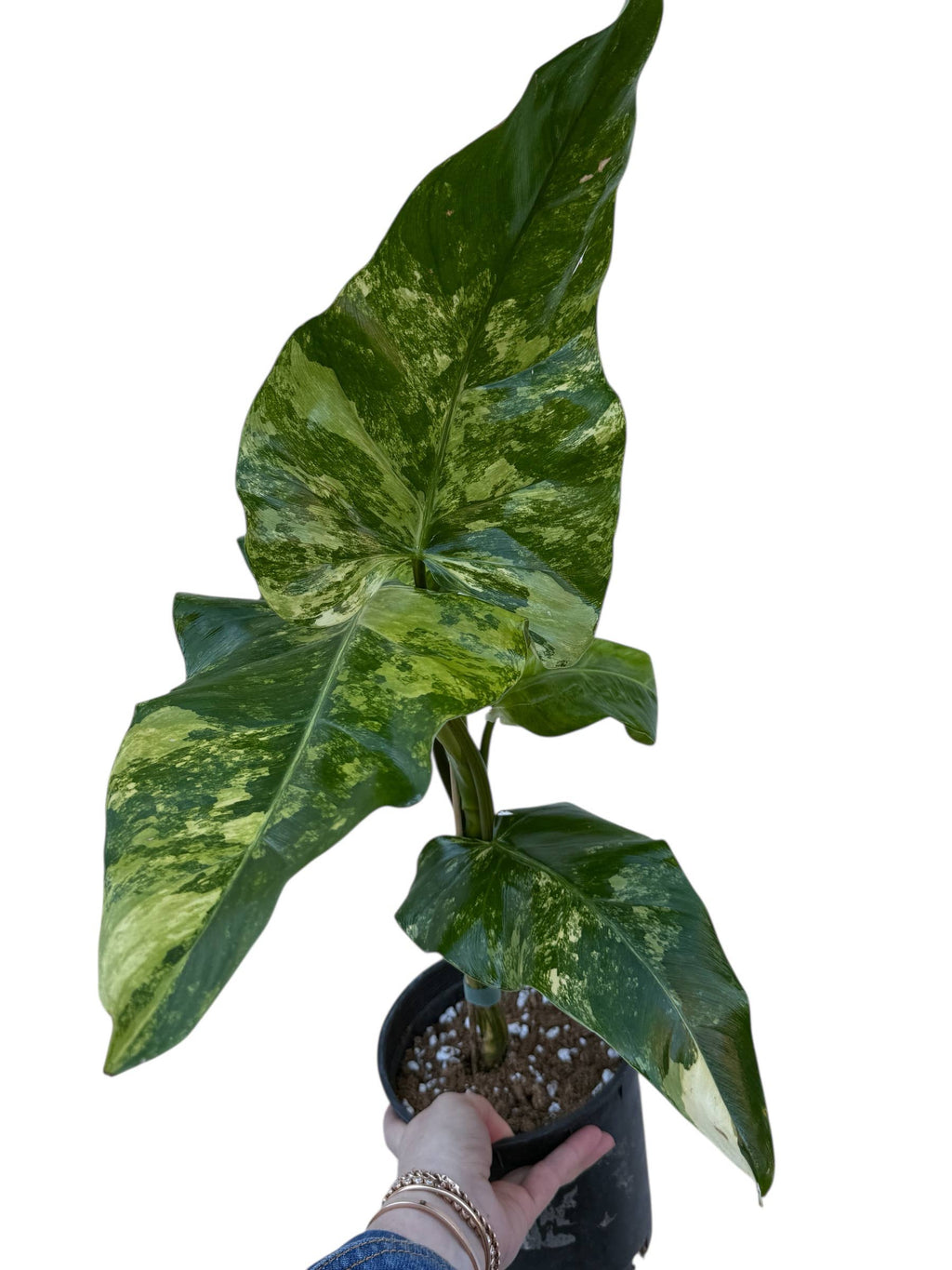 Philodendron Domesticum Variegated