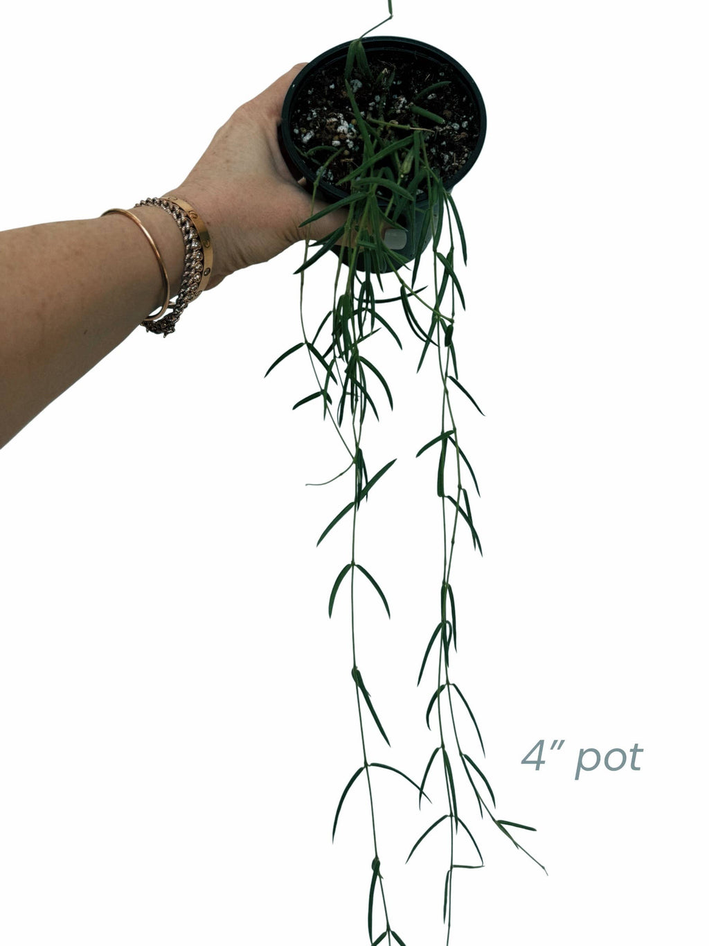 Hoya Linearis/ extra long