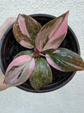 Marble Pink Princess (highest variegation)