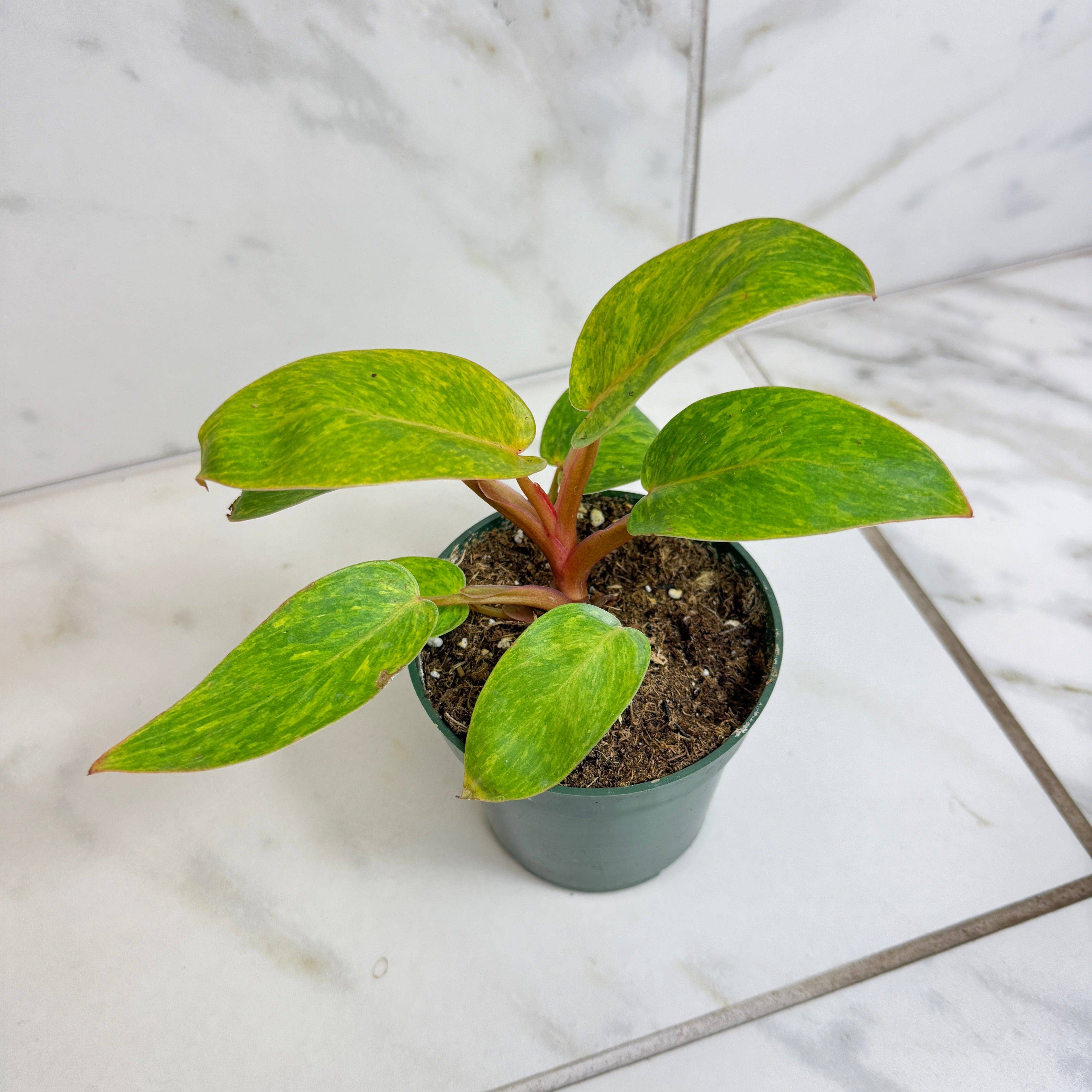 Philodendron Painted Lady, 4" Plant