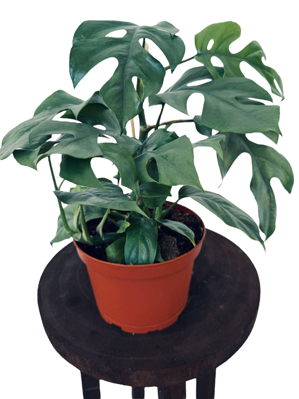 Blue Steel Monstera: 4" Pot