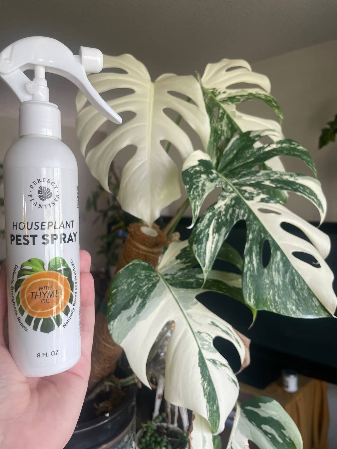 Natural + Non-Toxic Houseplant Pest Spray: 8oz