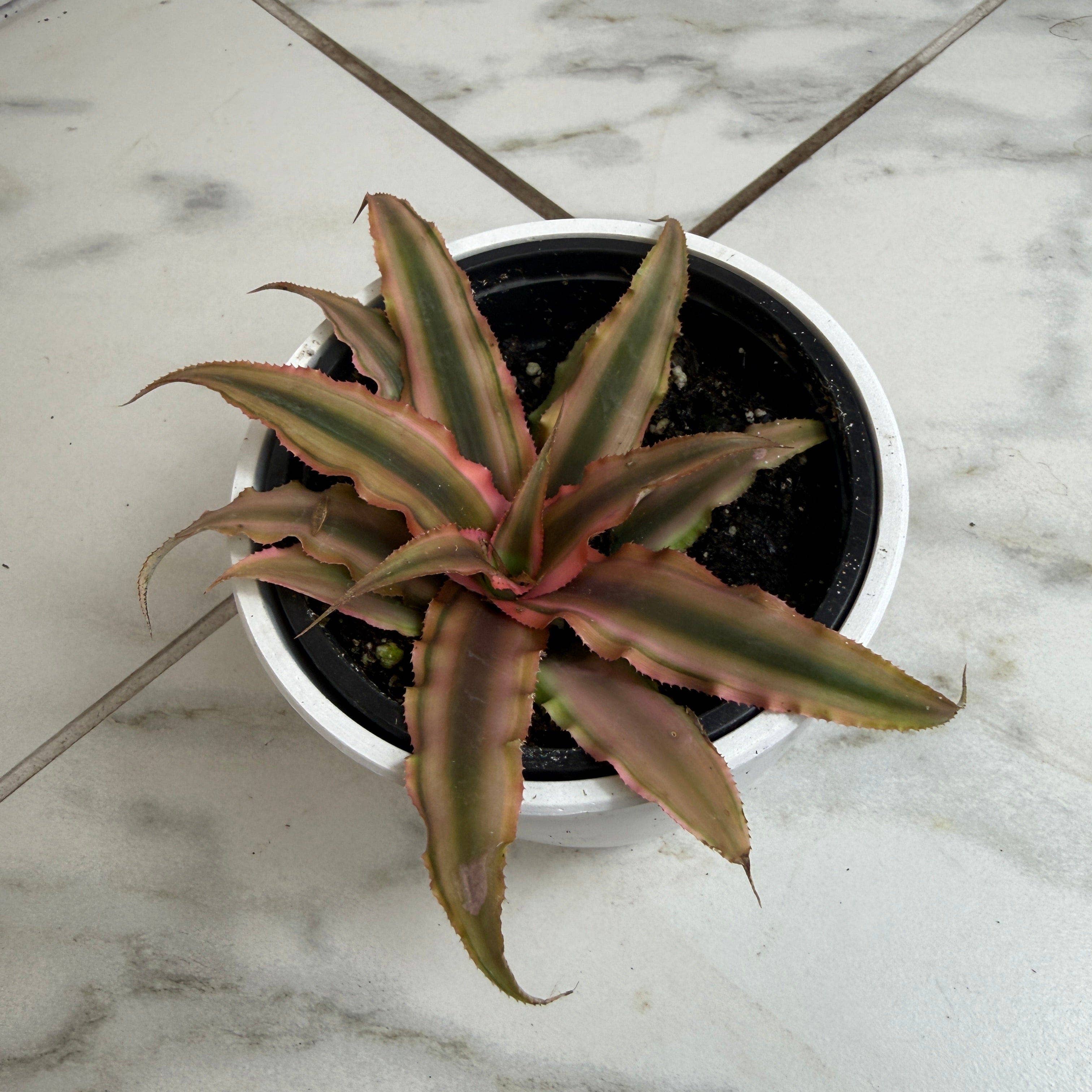 Cryptanthus Pink, 4" Plant