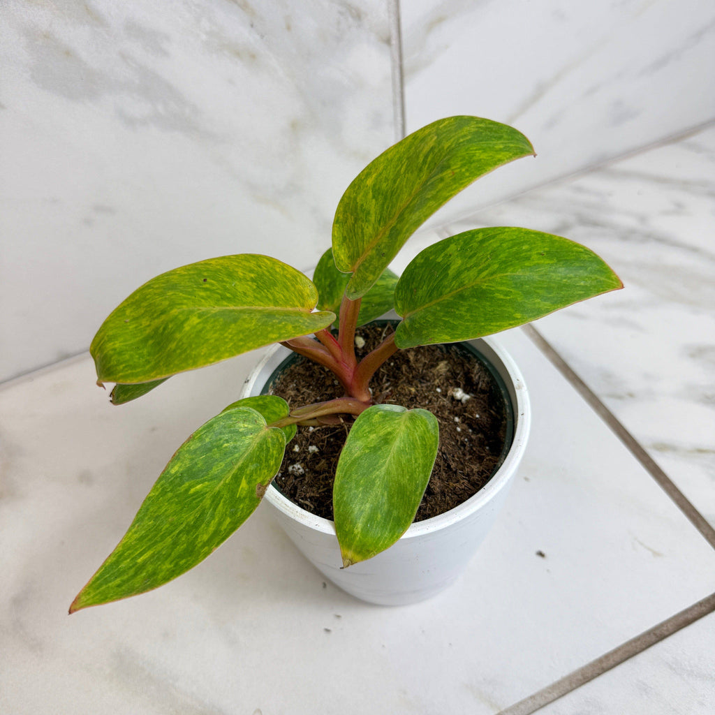 Philodendron Painted Lady, 4" Plant