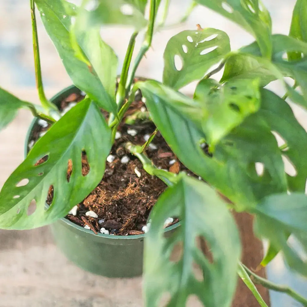 Premium Houseplant Potting Soil Mix - 1/4 order (4 QT) : 4 Qt