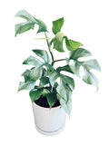 Blue Steel Monstera: 4" Pot