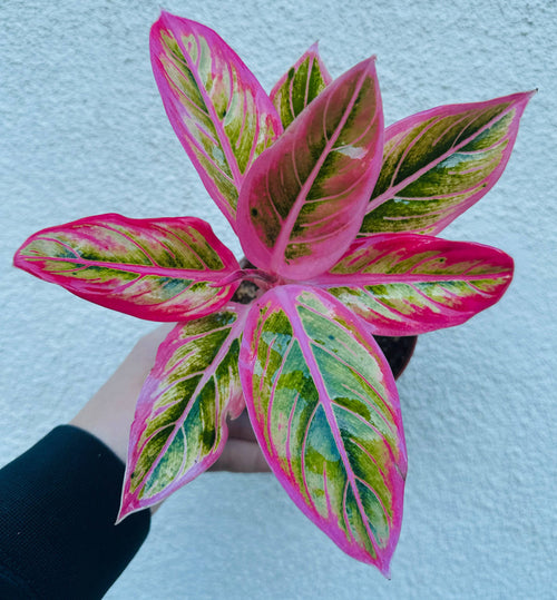 Aglaonema Lotus Delight