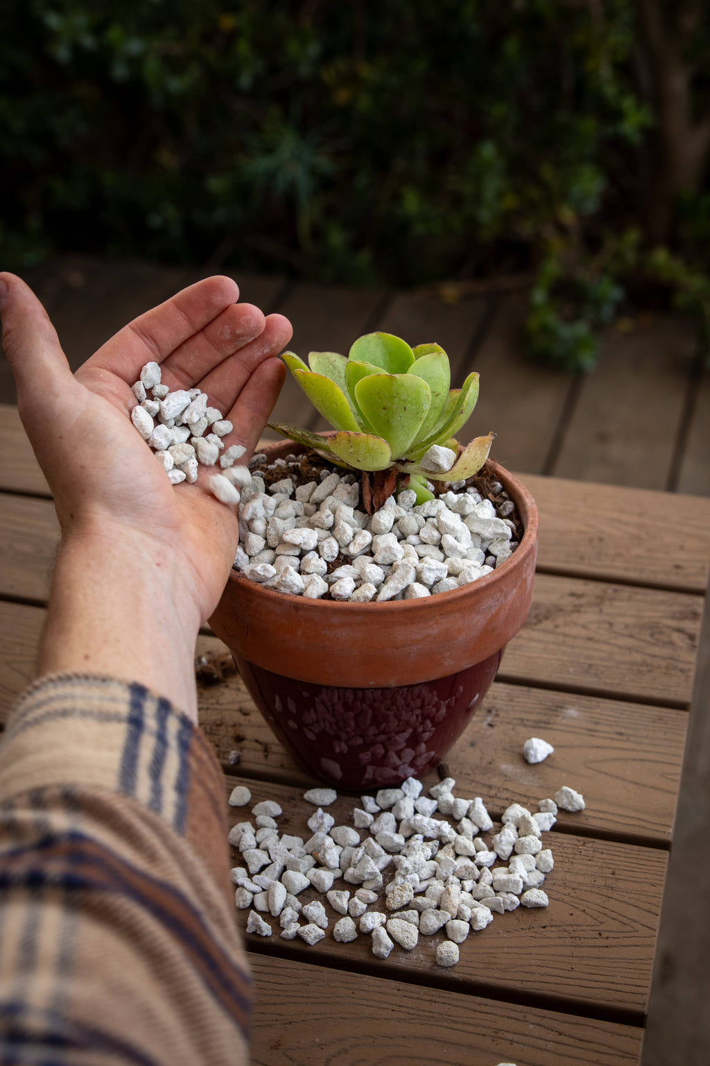 Bulk Amendments – Pumice Rock - 2 Sizes (5 Gal): 3/8"