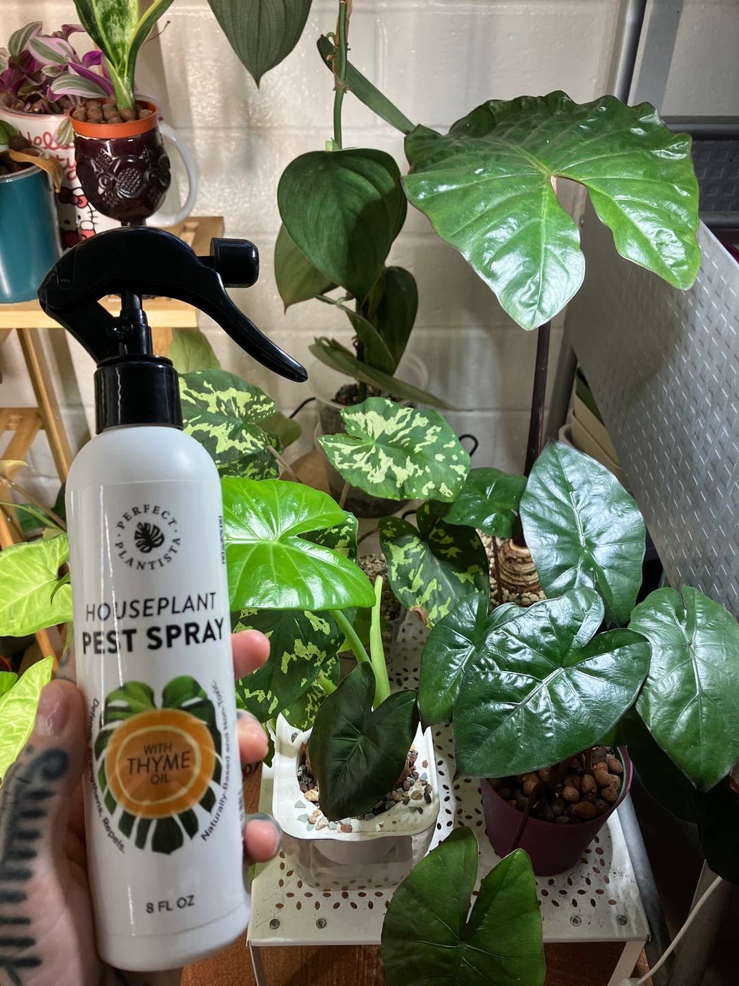Natural + Non-Toxic Houseplant Pest Spray: 8oz
