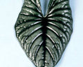 Alocasia Nebula Imperialis