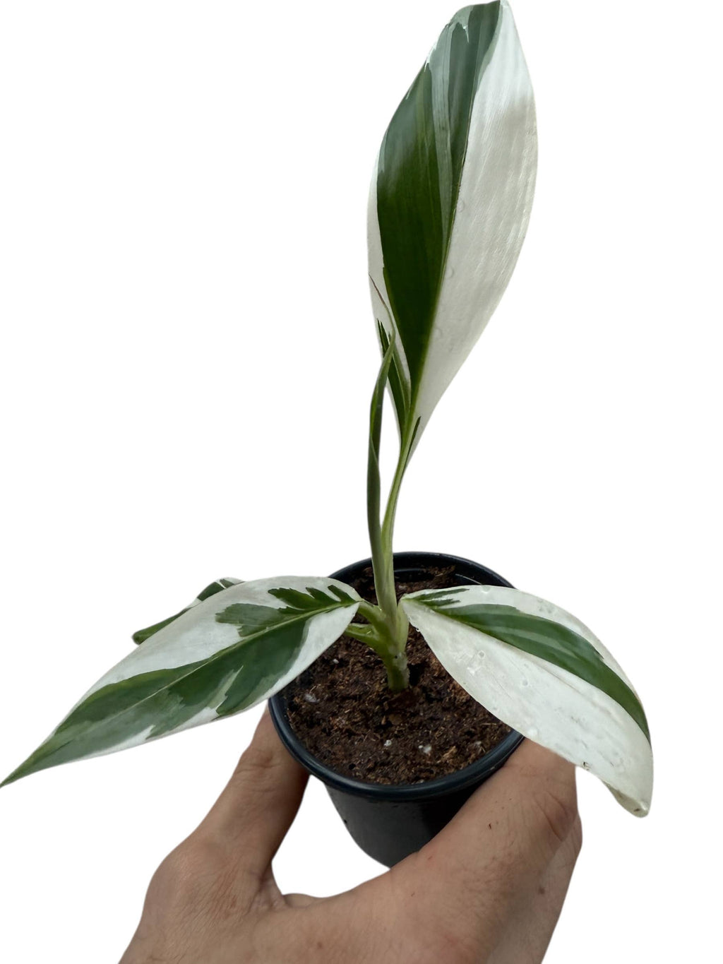 Variegated Banana Musa Florida