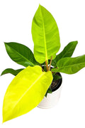 Philodendron Moonlight
