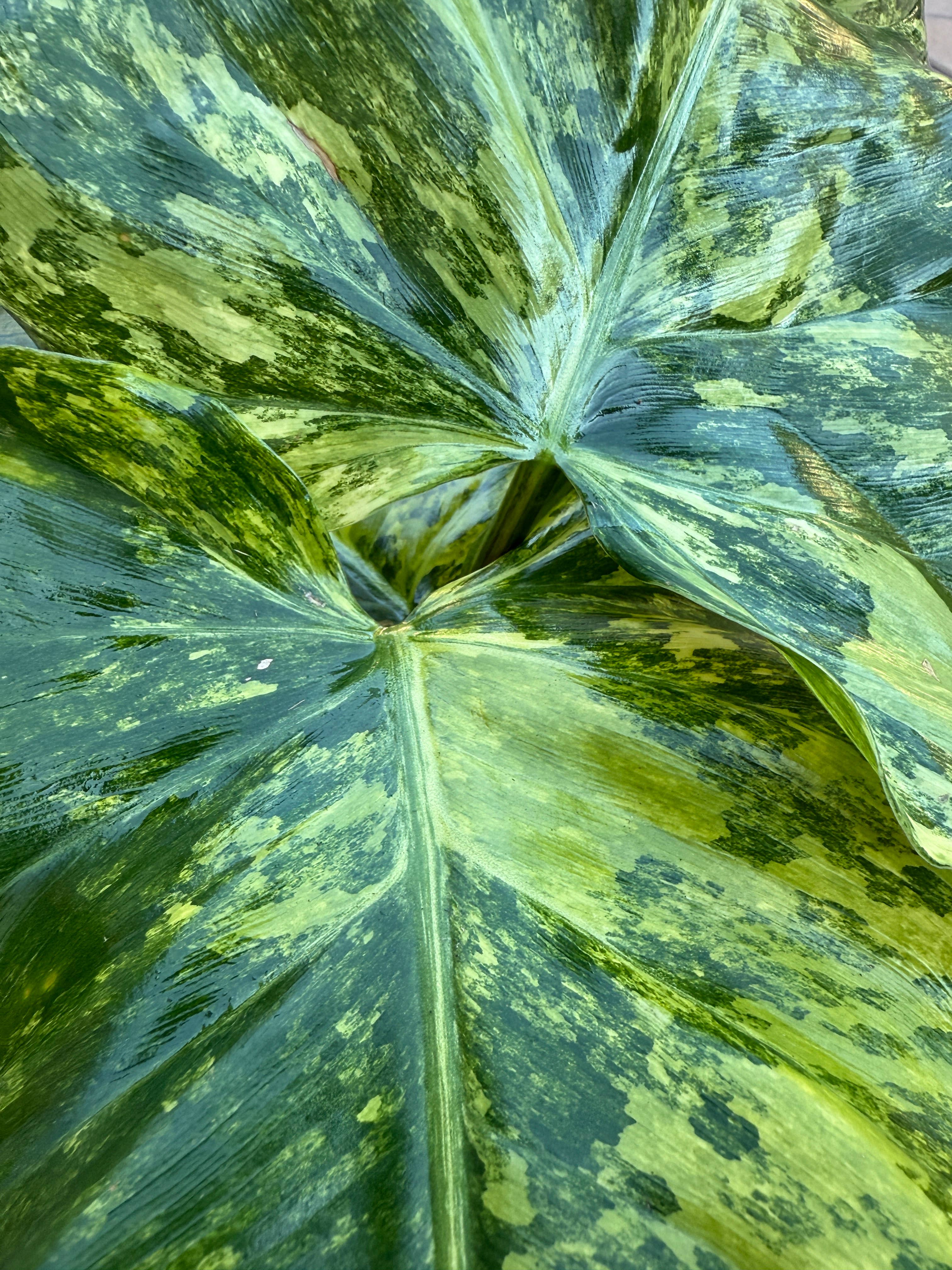 Philodendron Domesticum Variegated