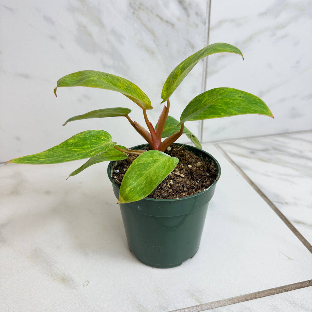 Philodendron Painted Lady, 4" Plant