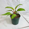 Philodendron Painted Lady, 4" Plant