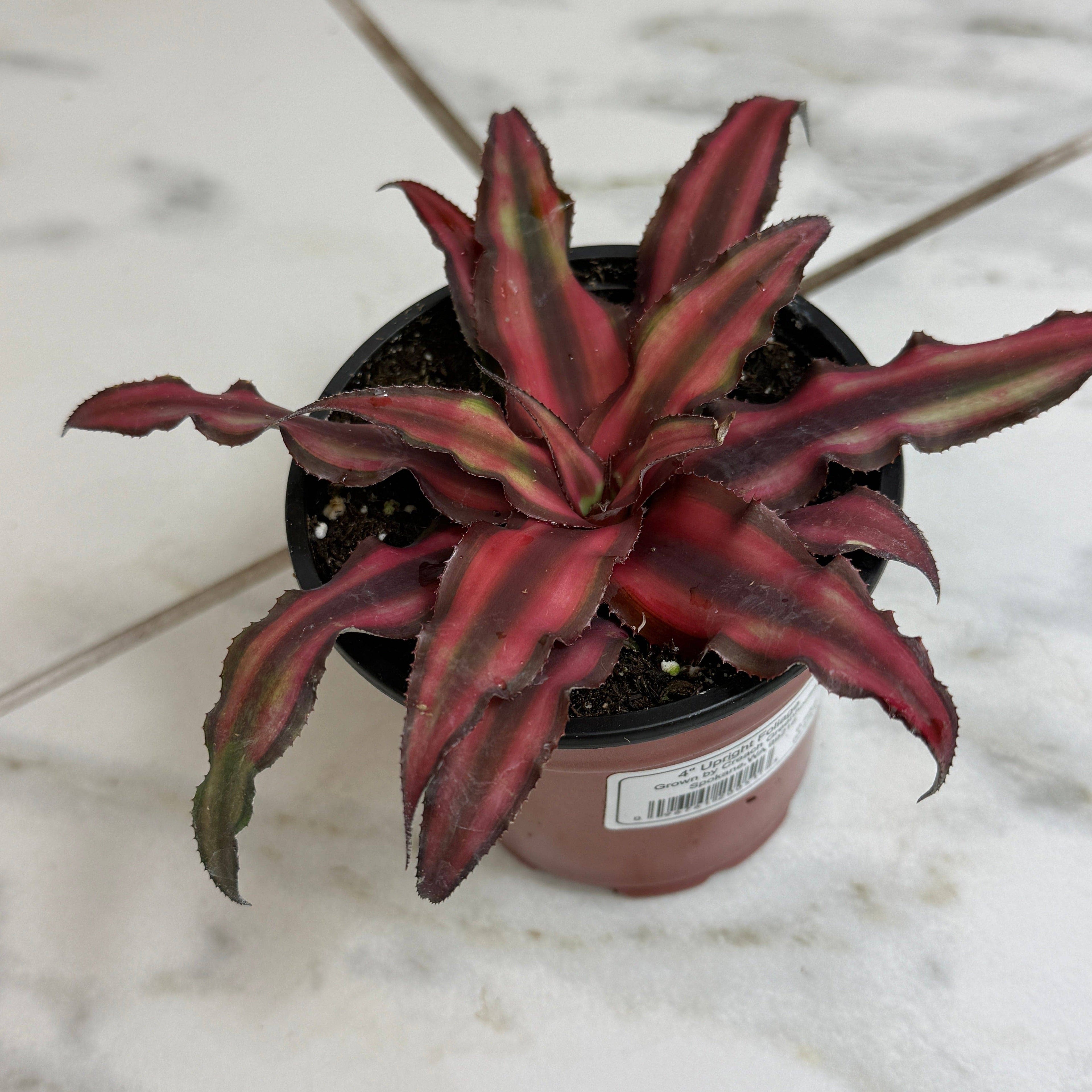 Cryptanthus Red, 4" Plant