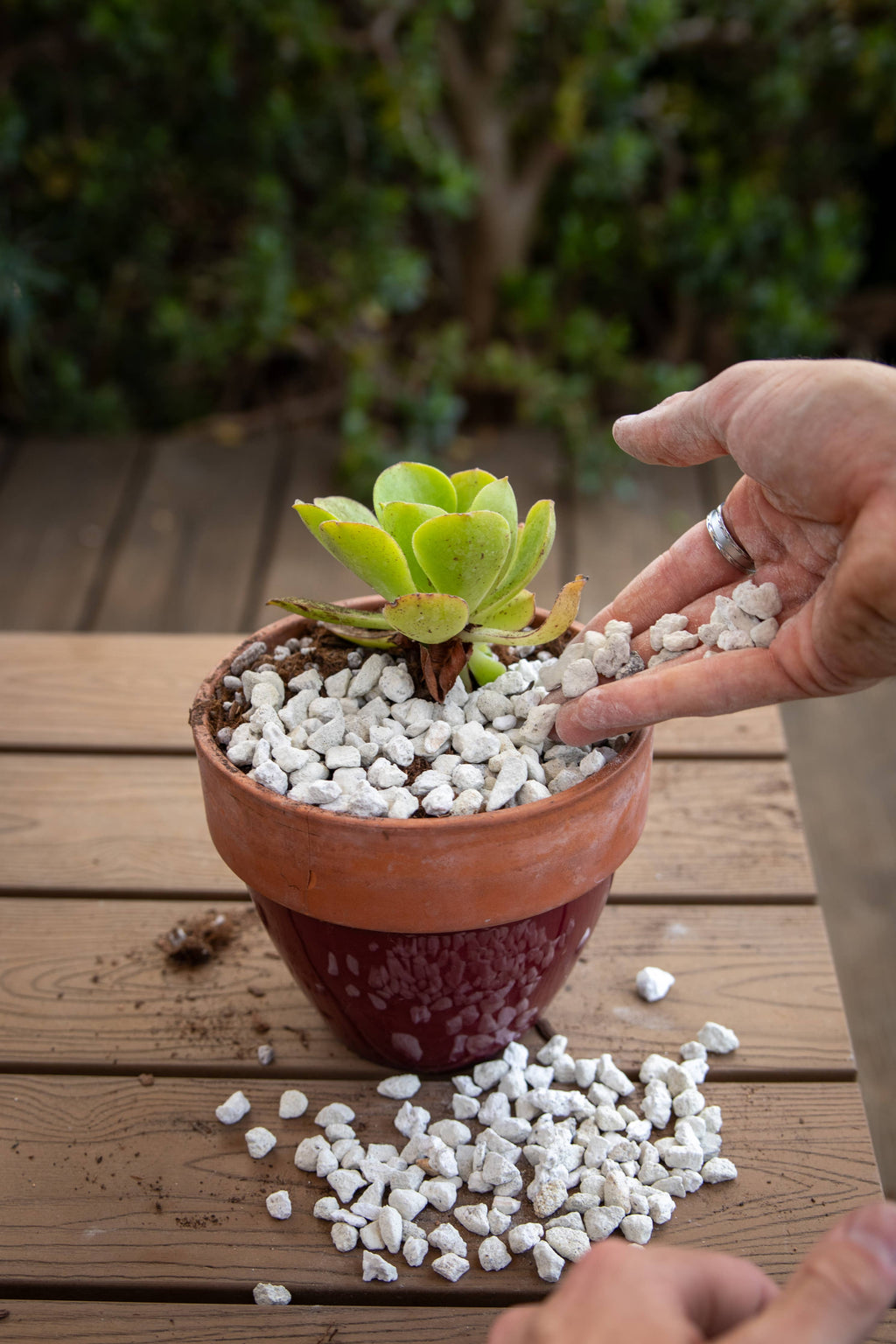 Bulk Amendments – Pumice Rock - 2 Sizes (5 Gal): 3/8"