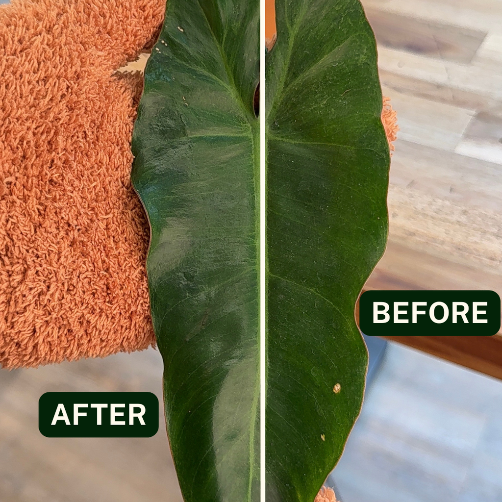 Microfiber Plant Dusting Gloves | Terracotta: Terracotta