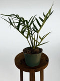 Philodendron Tortum