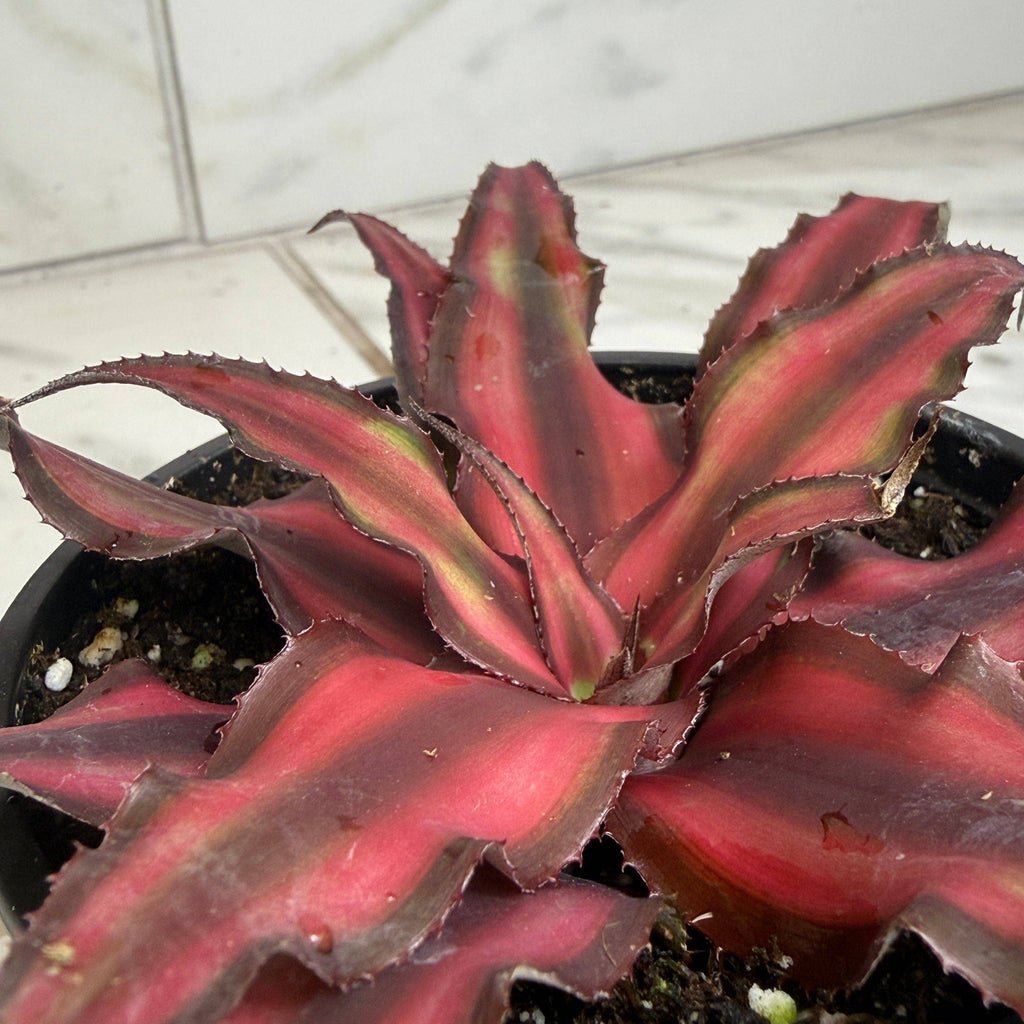 Cryptanthus Red, 4" Plant