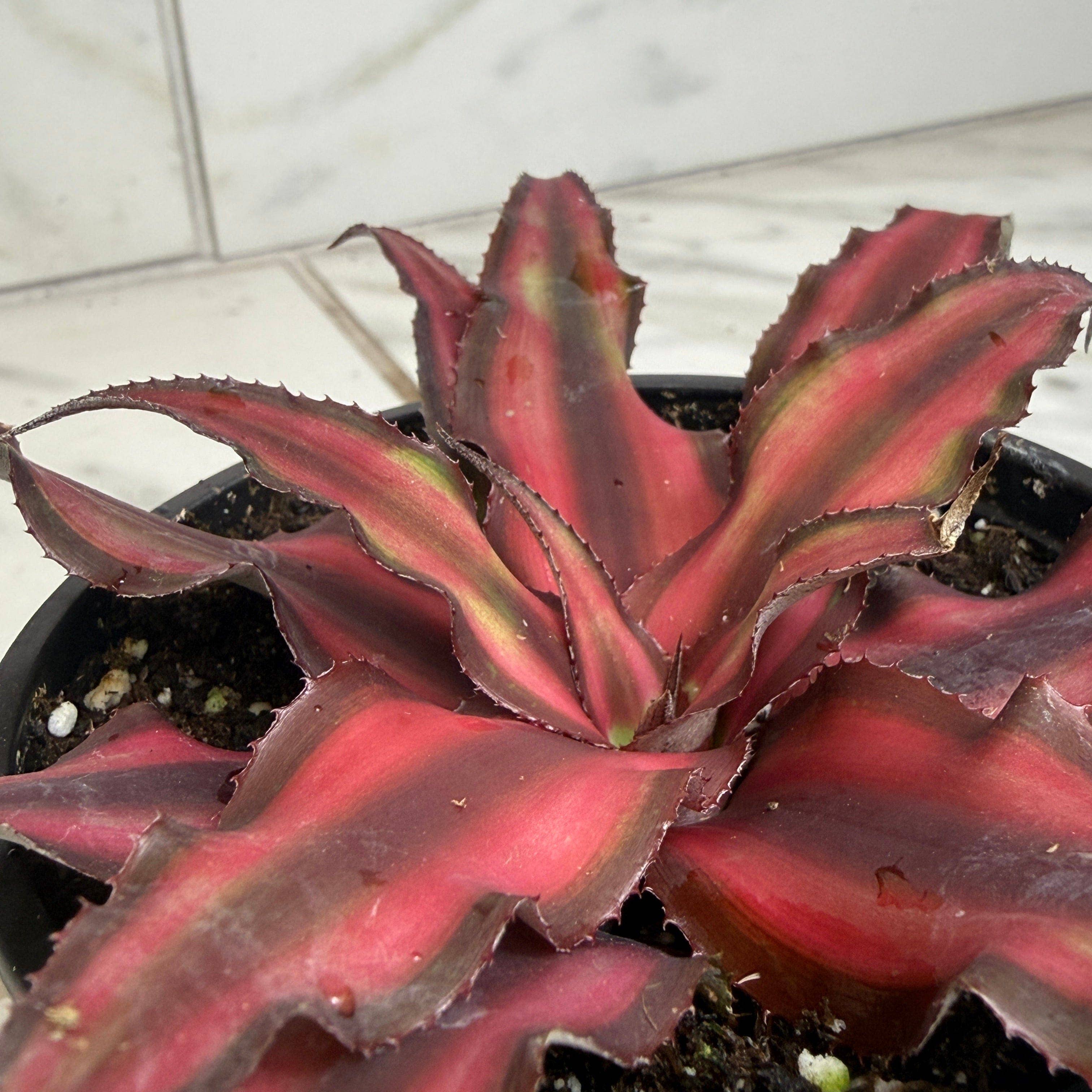 Cryptanthus Red, 4" Plant