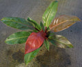 Philodendron Red King