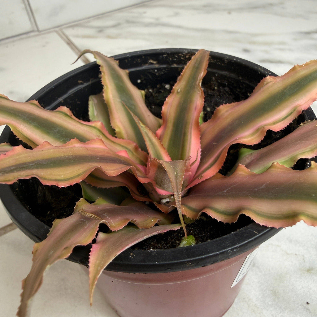 Cryptanthus Pink, 4" Plant