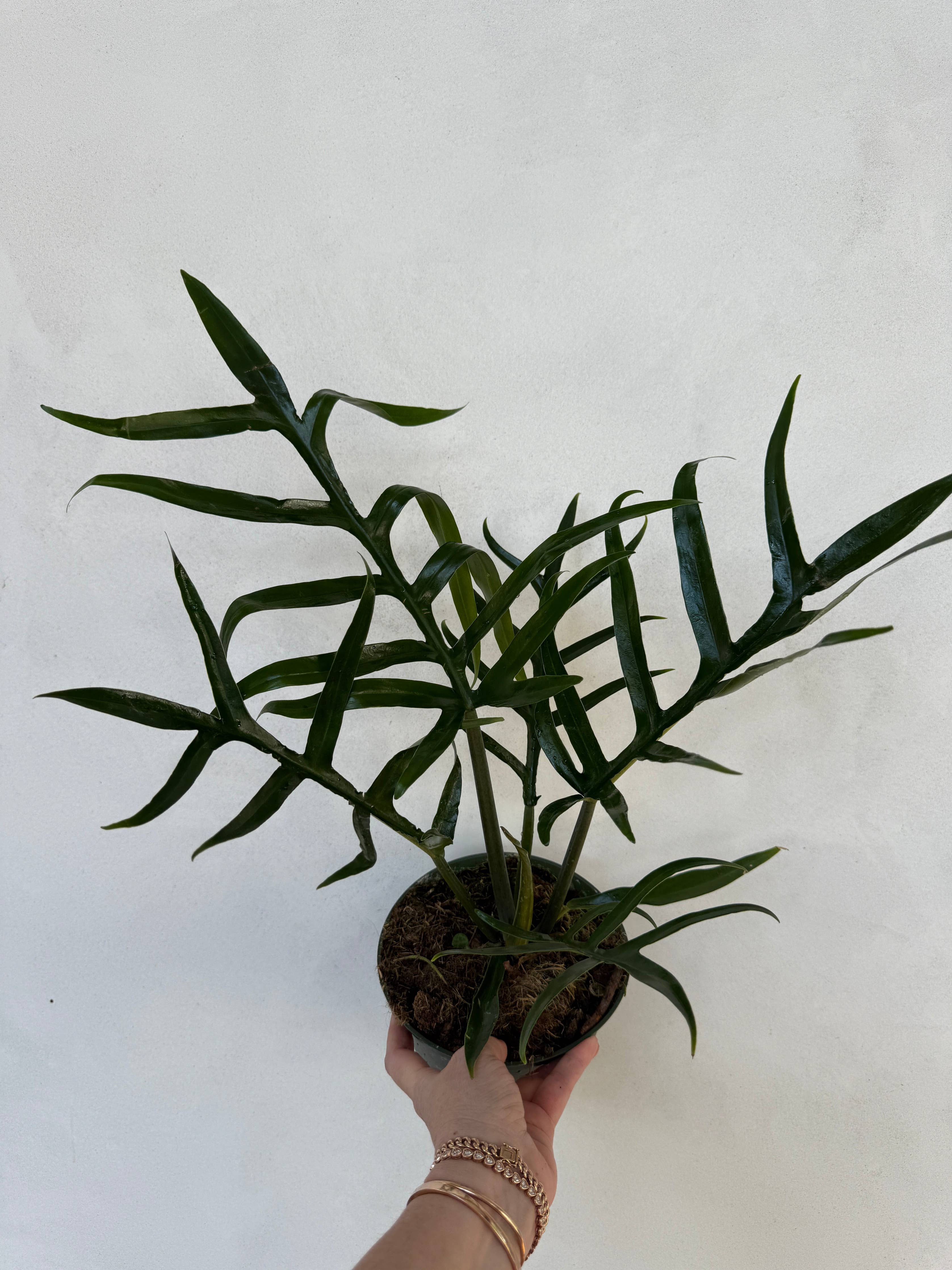Philodendron Tortum