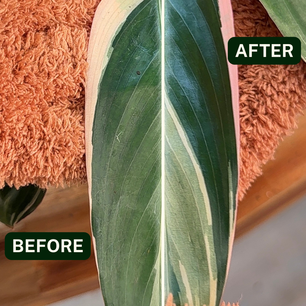Microfiber Plant Dusting Gloves | Terracotta: Terracotta